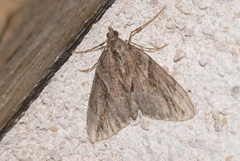 Thera cupressata