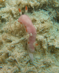 Verconia simplex