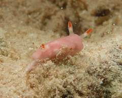 Verconia simplex