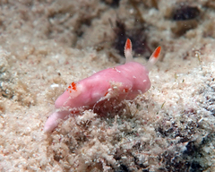 Verconia simplex