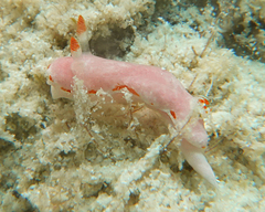 Verconia simplex