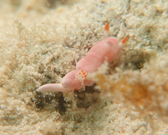 Verconia simplex