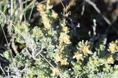 Teucrium gnaphalodes