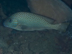 Plectorhinchinae