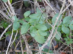 Dictamnus hispanicus