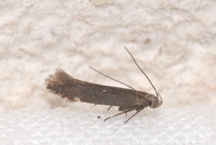 Aproaerema anthyllidella