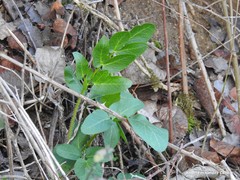 Dictamnus hispanicus