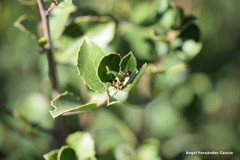 Rhamnus alaternus