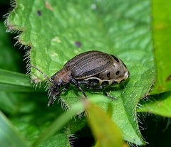 Galeruca pomonae