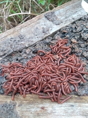 Streptogonopus