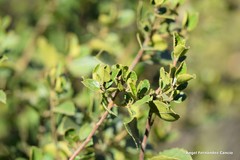 Rhamnus alaternus