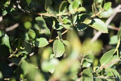 Rhamnus alaternus
