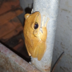 Polypedates megacephalus