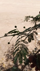 Vachellia farnesiana image