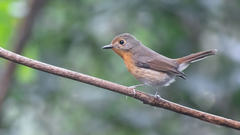 Cyornis whitei