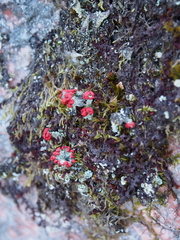 Cladonia coccifera
