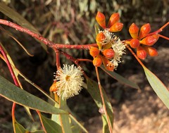 Eucalyptus phenax