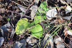 Dictamnus hispanicus