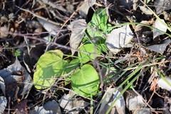 Dictamnus hispanicus