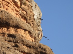 Pyrrhocorax pyrrhocorax