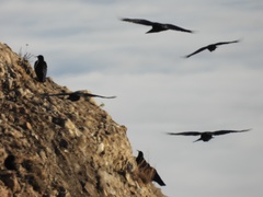 Pyrrhocorax pyrrhocorax