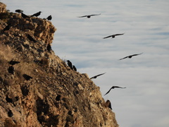 Pyrrhocorax pyrrhocorax