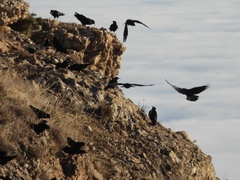 Pyrrhocorax pyrrhocorax