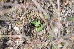 Dictamnus hispanicus