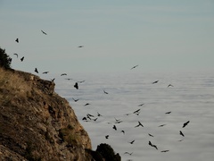 Pyrrhocorax pyrrhocorax