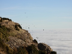 Pyrrhocorax pyrrhocorax