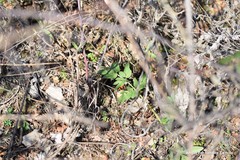 Dictamnus hispanicus