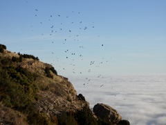 Pyrrhocorax pyrrhocorax