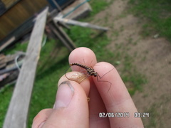 Siphlonurus lacustris