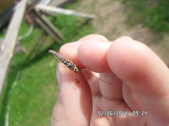 Siphlonurus lacustris