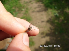 Siphlonurus lacustris