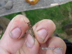 Siphlonurus lacustris