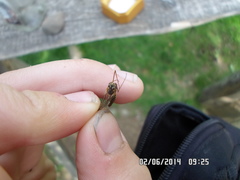 Siphlonurus lacustris