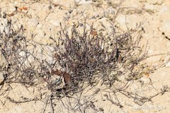 Fumana thymifolia