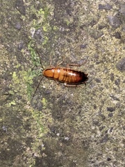 Drymaplaneta heydeniana