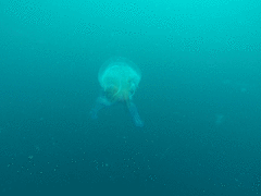 Pelagia noctiluca