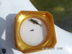 Siphlonurus lacustris