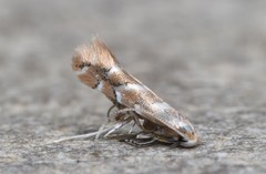 Cameraria fletcherella