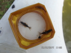 Siphlonurus lacustris