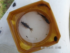 Siphlonurus lacustris