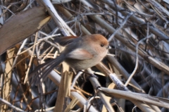 Sinosuthora webbiana