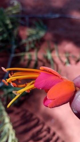 Colvillea racemosa