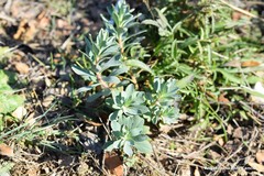 Euphorbia nicaeensis