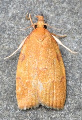 Cenopis directana