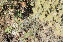 Bupleurum fruticescens