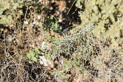 Bupleurum fruticescens